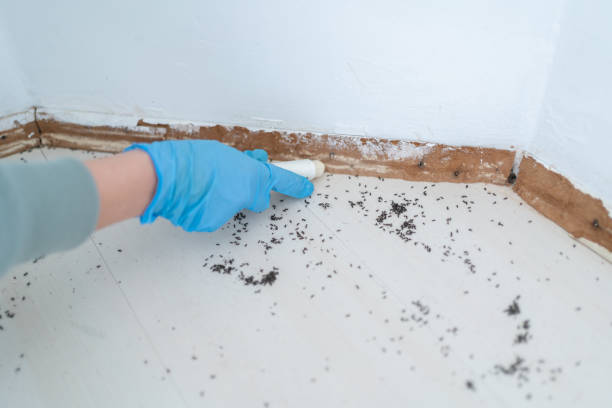 Best Rodent Control Near Me  in Travis Ranch, TX
